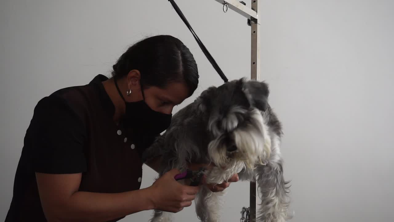 Zwergschnauzer-Hund wird unruhig, als seine Krallen von einem hispanischen Tierpfleger geschnitten werden.