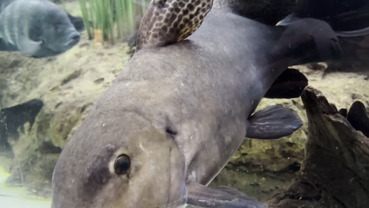Close-up of catfish swimming near driftwood, whiskers visible, natural light
