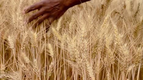 wheat-field-ready-to-be-harvested-with-golden-sunlight-with-people-stock-footage