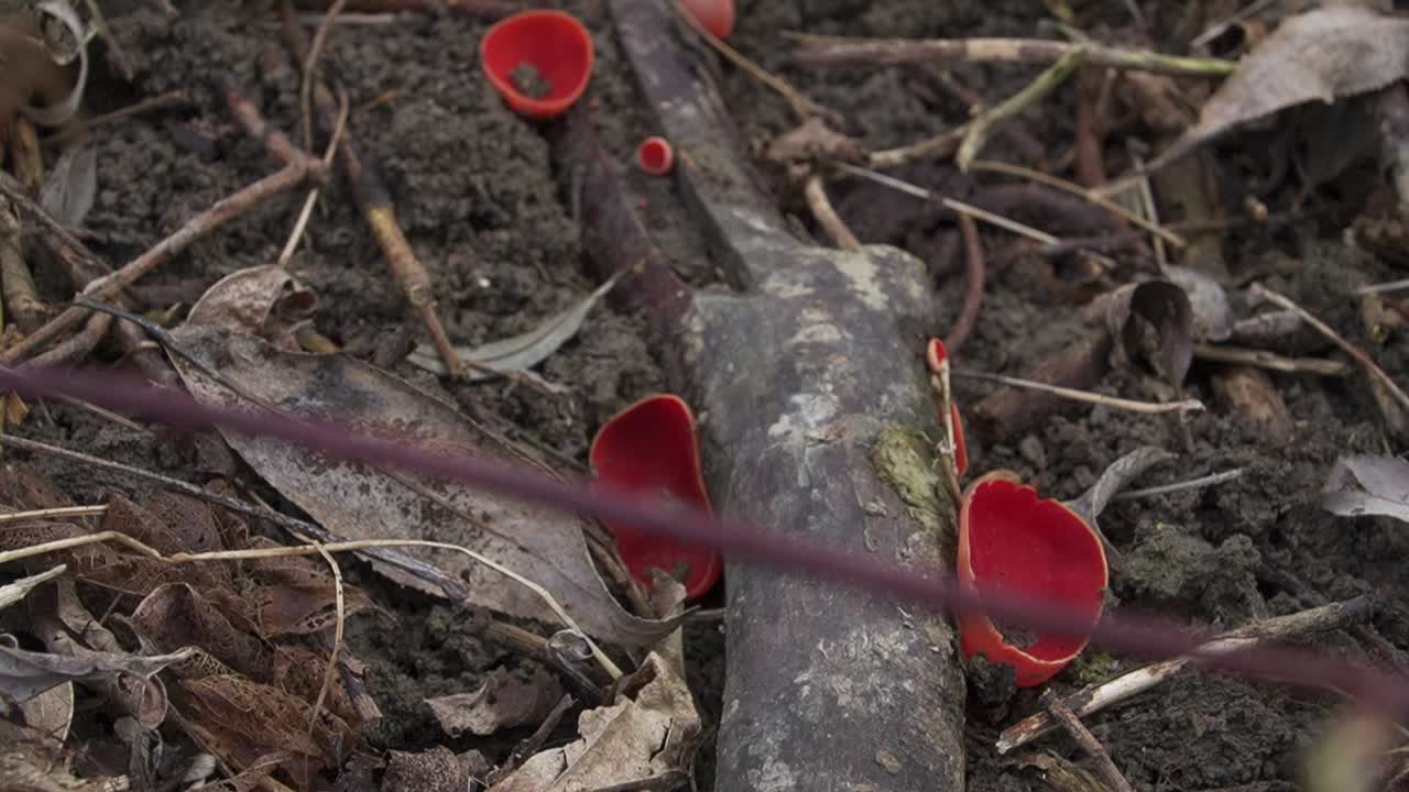 Detailed macro shot capturing vivid red mushrooms amid an earthy floor with fallen leaves. Ideal for documentaries, educational, and environmental projects.