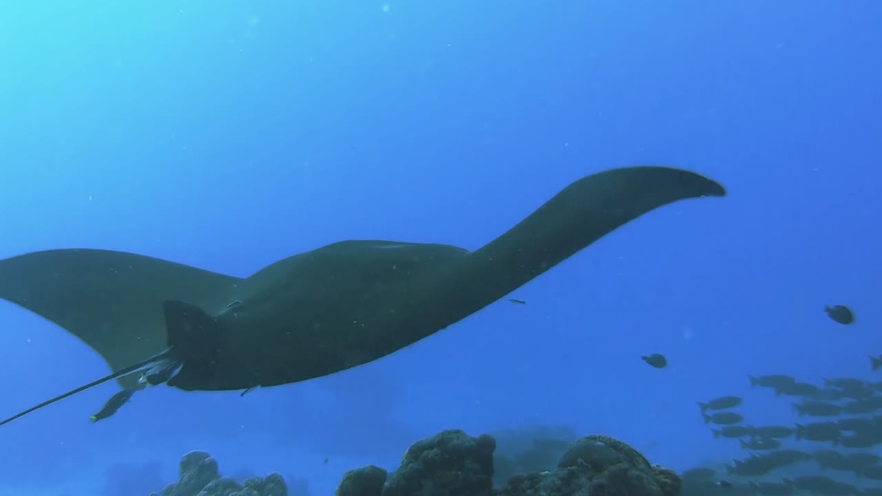Reef manta ray hovering over cleaning station, sharksucker attached to belly, cleaning by butterfly fish and  blue streak cleaner wrasse in progress, view from behind
