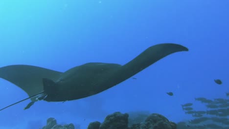 reef manta ray hovering over cleaning station, sharksucker attached to belly, cleaning by butterfly fish and  blue streak cleaner wrasse in progress, view from behind