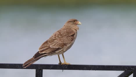 fearless bird of prey, chimango caracara, milvago chimango spotted in the wild, perching on lakeside metal railing, selective focus wildlife close up shot