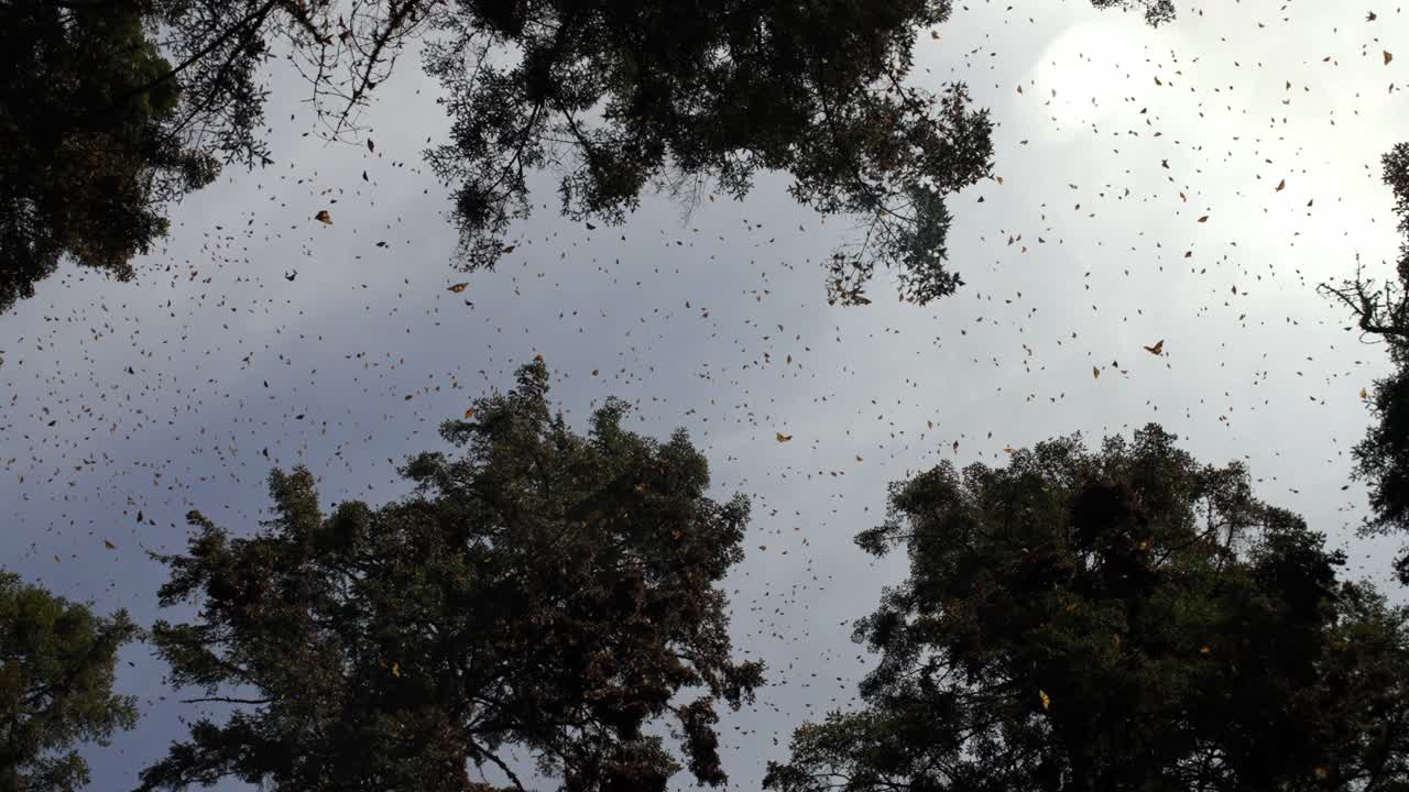 VISTA DEGLI ALBERI E DELLE FARFALLE MONARCA AD ANGANGUEO MICHOACÁN