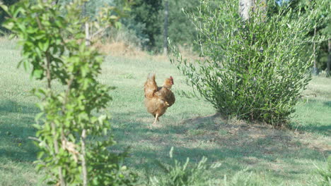 a golden brown chicken on a well-maintained garden in southern europe