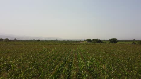 Drone-flies-forward-above-corn-fields-and-slowly-rises-above-revealing-more-farms-in-the-distance-and-green-fields-in-the-horizon