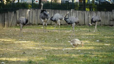 rhea birds walk in a group on grass and are looking for food