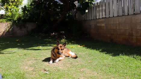 Erwachsener-Deutscher-Schäferhund,-Der-An-Einem-Heißen-Sonnigen-Tag-Im-Gras-Im-Hinterhof-Liegt