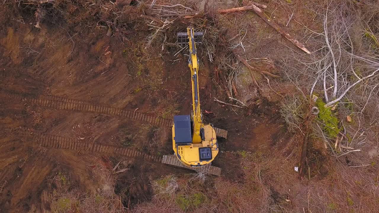 excavador en acción: limpieza de tala en un bosque talado