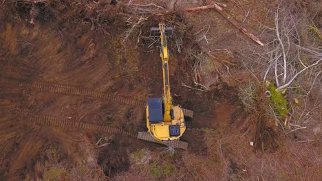 excavador en acción: limpieza de tala en un bosque talado
