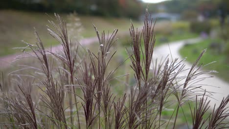 high grass stems waving under the wind