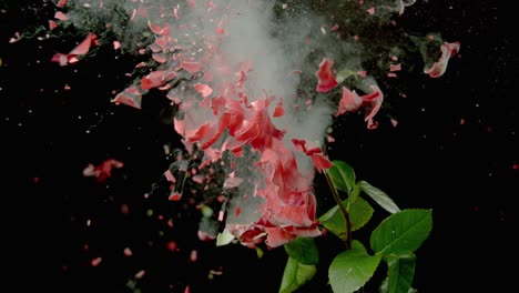 Flower-Explodes-With-Petals-Flying-Everywhere