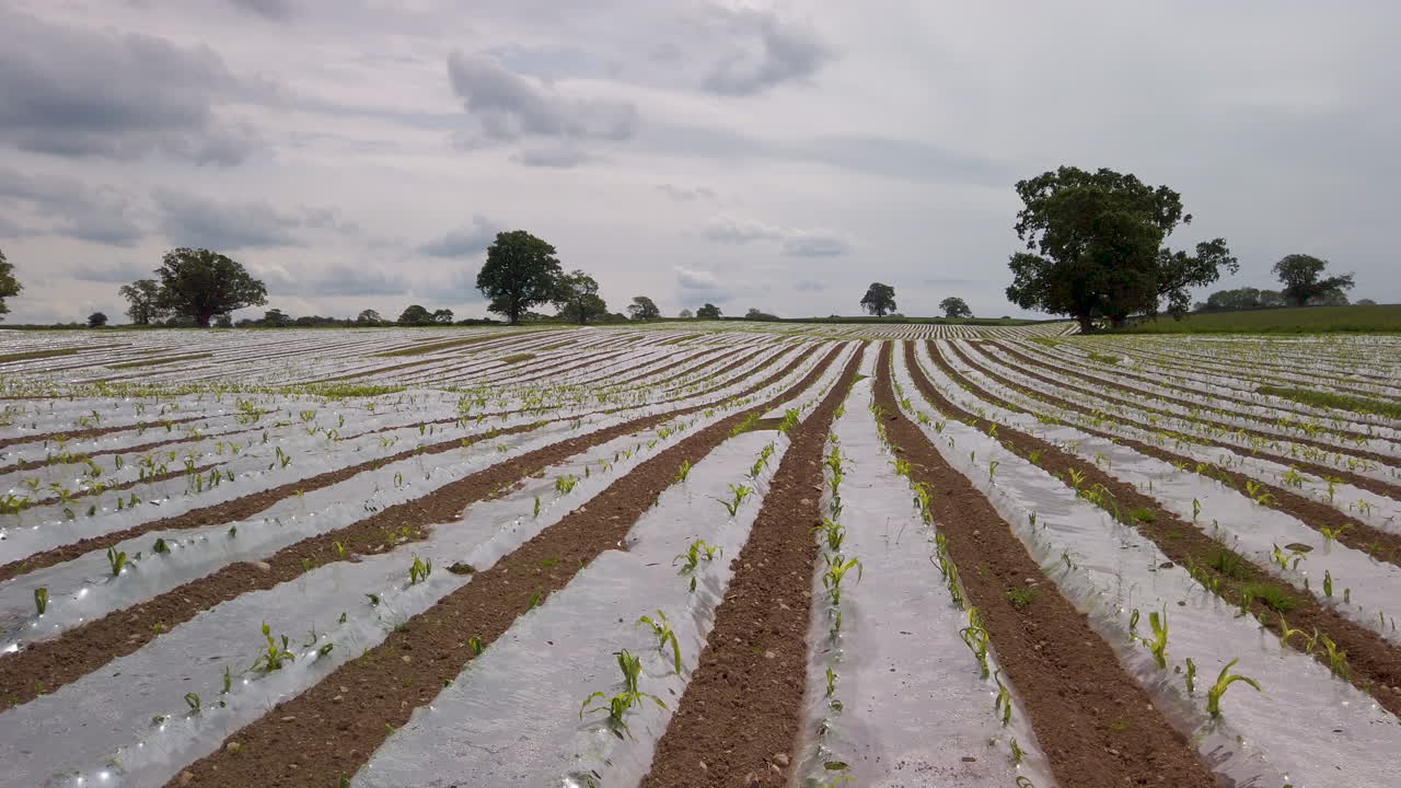 mantillo de plástico utilizado para cultivar maíz en tierras de cultivo en cumbria, tiro panorámico