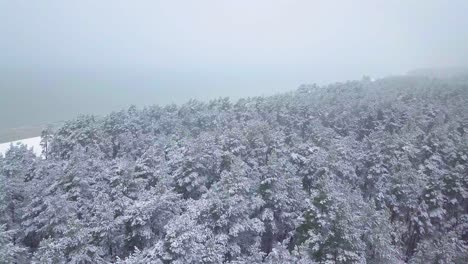 Bellas-Imágenes-Aéreas-De-árboles-Cubiertos-De-Nieve,-Caída-De-Nieve-Ligera,-Bosque-De-Pinos-Nórdicos,-Costa-Del-Mar-Báltico,-Amplia-Toma-De-Drones-Avanzando