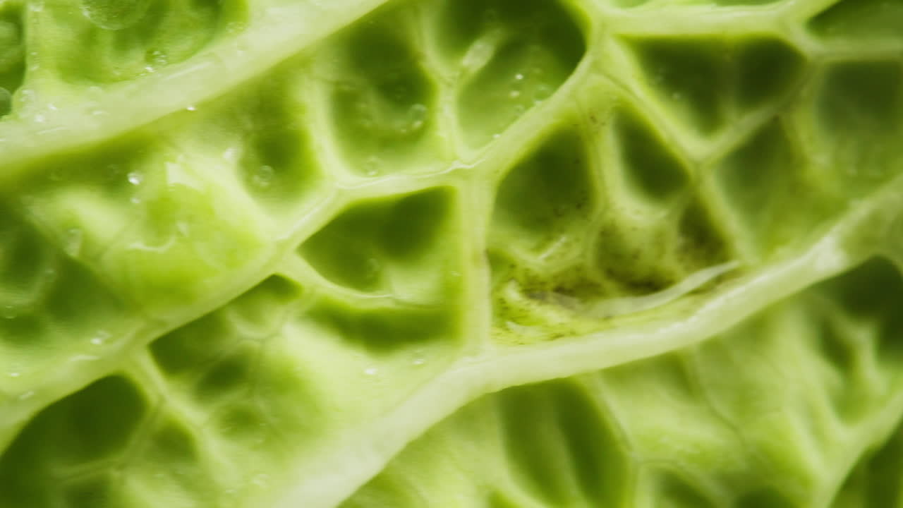 Macro View of Green Cabbage Leaf with Water Droplets