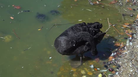 vista bloqueada del cisne negro limpiando sus plumas en un estanque con cultivo de agua verde