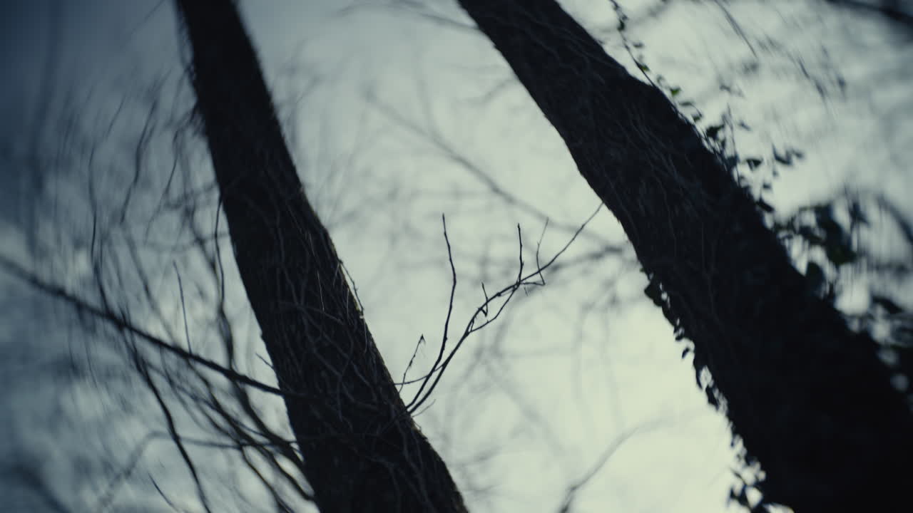 Silhouette of Trees Against Cloudy Sky