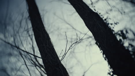 silhouette of trees against cloudy sky