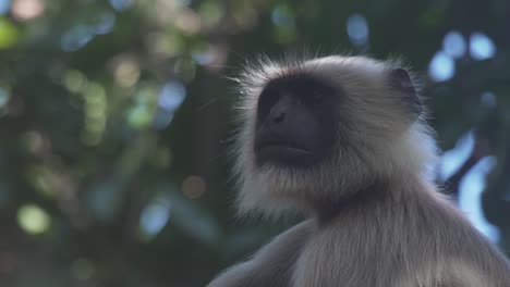 Grauer-Langur-Ertönt-Alarmruf,-Nachdem-Er-Raubtiere-Wie-Tiger-Oder-Leoparden-Entdeckt-Hat