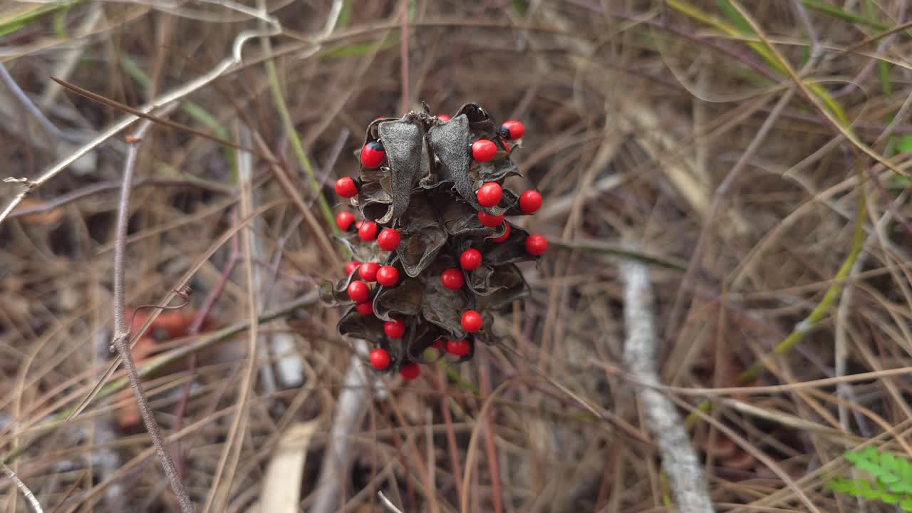 A dense cluster of bright red berries clings to a dried seed pod resting among pine needles and twigs on a forest floor, showcasing natural textures and woodland botany.