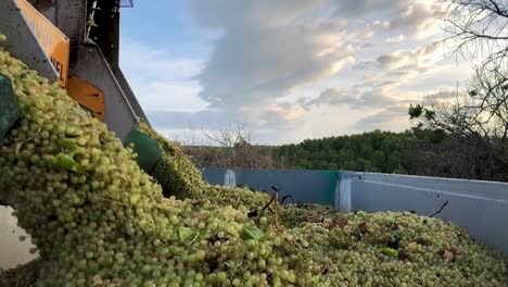 un remolque de tractor lleno de racimos de uvas verdes maduras