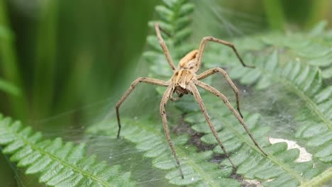 a nursery web spider, pisaura mirabilis, perched on its web, protecting its young. summer. uk