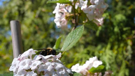 Abejorro-Cubierto-De-Polen-En-Flor-De-Viburnum-Fragante-Blanco---Ontario,-Canadá