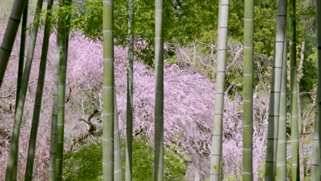 incredible sakura in full bloom seen between bamboo trees