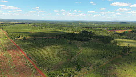aerial view of the beautiful expansive agricultural landscape with cultivated green fields with red soil and forest.