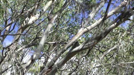 澳洲野生動物樹上的自然鳥飛走