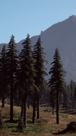 mountain forest landscape