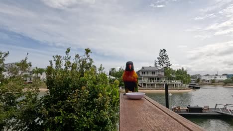 colorful parrot lands gracefully on a railing by the water.