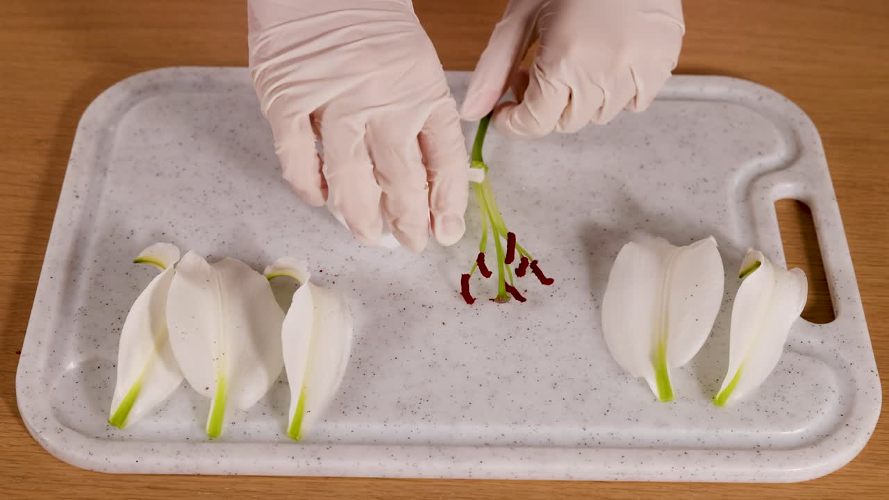 A scientist in gloves dissects a lily flower on a tray, examining its parts under bright lighting