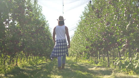 person walking through an apple orchard