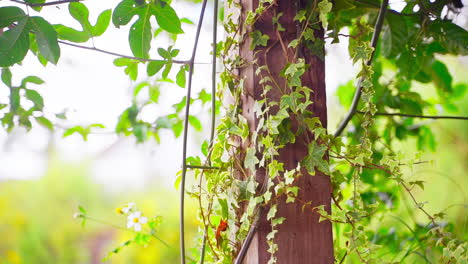 Ivy-Flourishing-on-Wooden-Pillar-in-a-Balcony-Garden-on-a-Sunny-Day