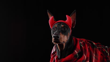 doberman dog wearing devil horns and a red plaid scarf