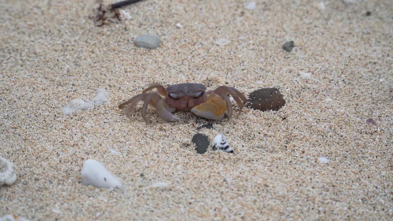 피지에 있는 섬의 해변에서 껍질과 돌로 모래 위를 걷고 있는 피들러 게 - 중간 샷