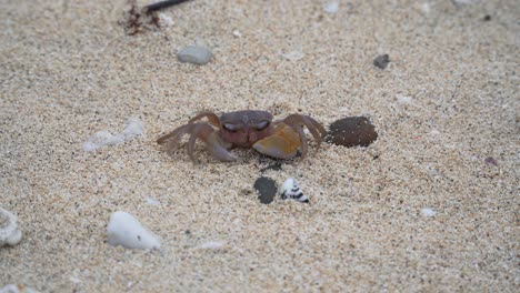 Un-Cangrejo-Violinista-Tratando-De-Caminar-Sobre-La-Arena-Con-Conchas-Y-Piedras-En-La-Orilla-Del-Mar-De-Una-Isla-En-Fiji---Tiro-Medio