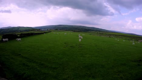 wide angled shot of grazing sheep on an english farm