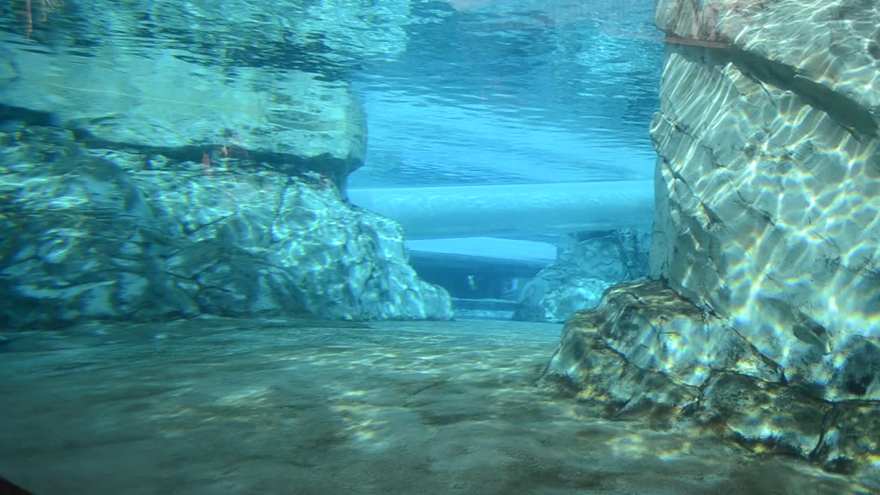 Kehidupan paus bawah laut. Lumba-lumba Commerson (Cephalorhynchus commersonii).