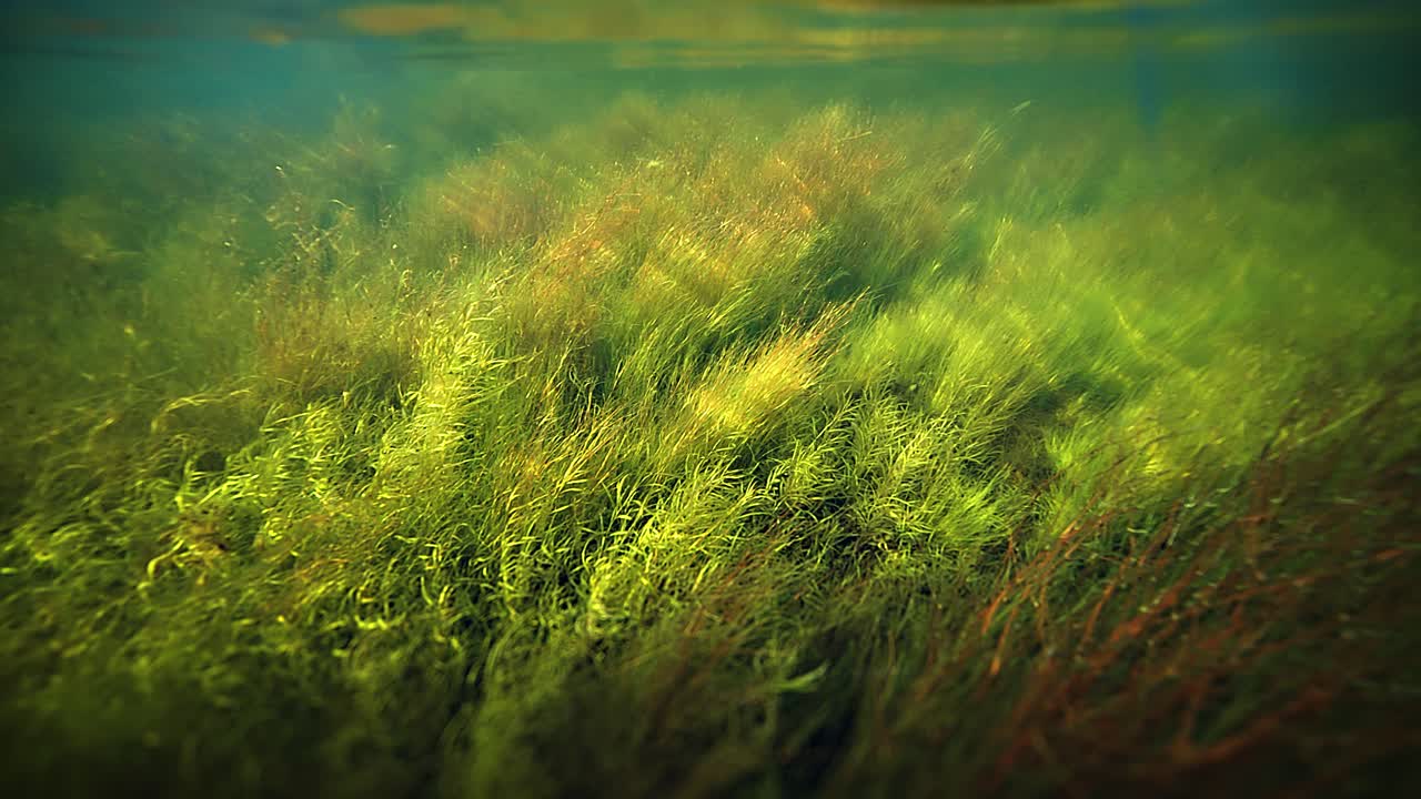 Green and yellow kelp and weeds float underwater in the shallow river