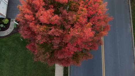 top down aerial of beautiful red locust ltree in autumn, silver car drives by on street during fall sunset