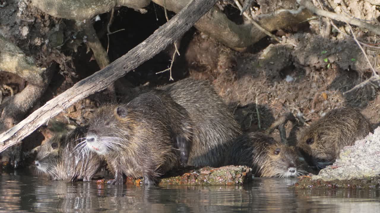 Giant colony of nutria, myocastor coypus family spotted bathing in the swampy water in front of den, cleaning, preening, scratching, grooming and go for a quick swim in the lake