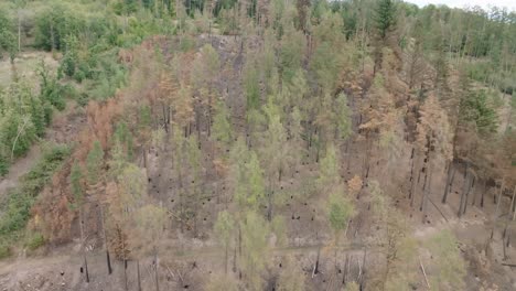 forest destroyed by fire from a drone view. a burnt clearing of trees after the intervention of the firemen