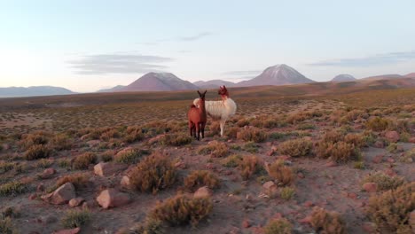 Bella-Madre-Llama-Y-Su-Cachorro-Al-Atardecer-En-Las-Tierras-Altas-Del-Desierto-De-Atacama,-Chile,-Sudamérica