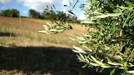 olive leaves waving in the wind in a relaxing countryside setting in central italy