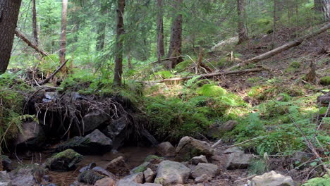 Wald-Mit-Umgestürzten-Bäumen