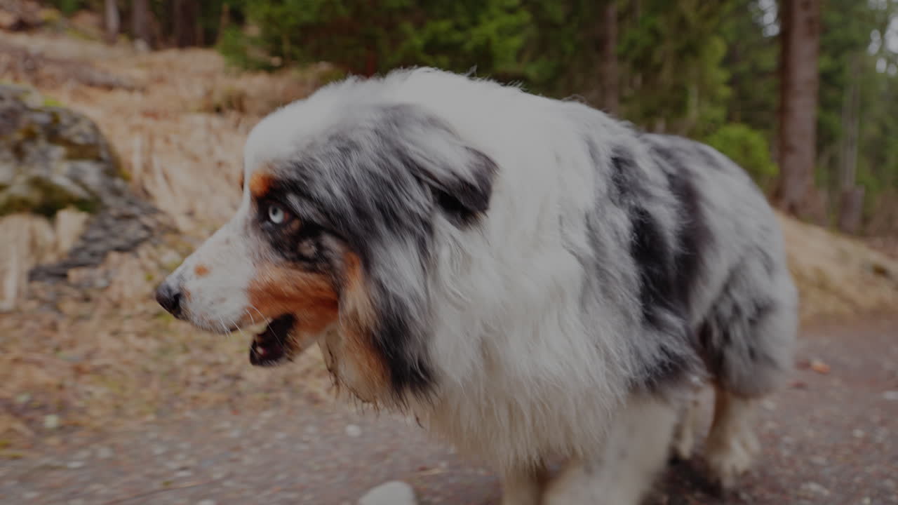 Australian Shepherd walking calmly through a lush green forest. Peaceful nature scene with soft natural light and focused dog movement in woodland environment