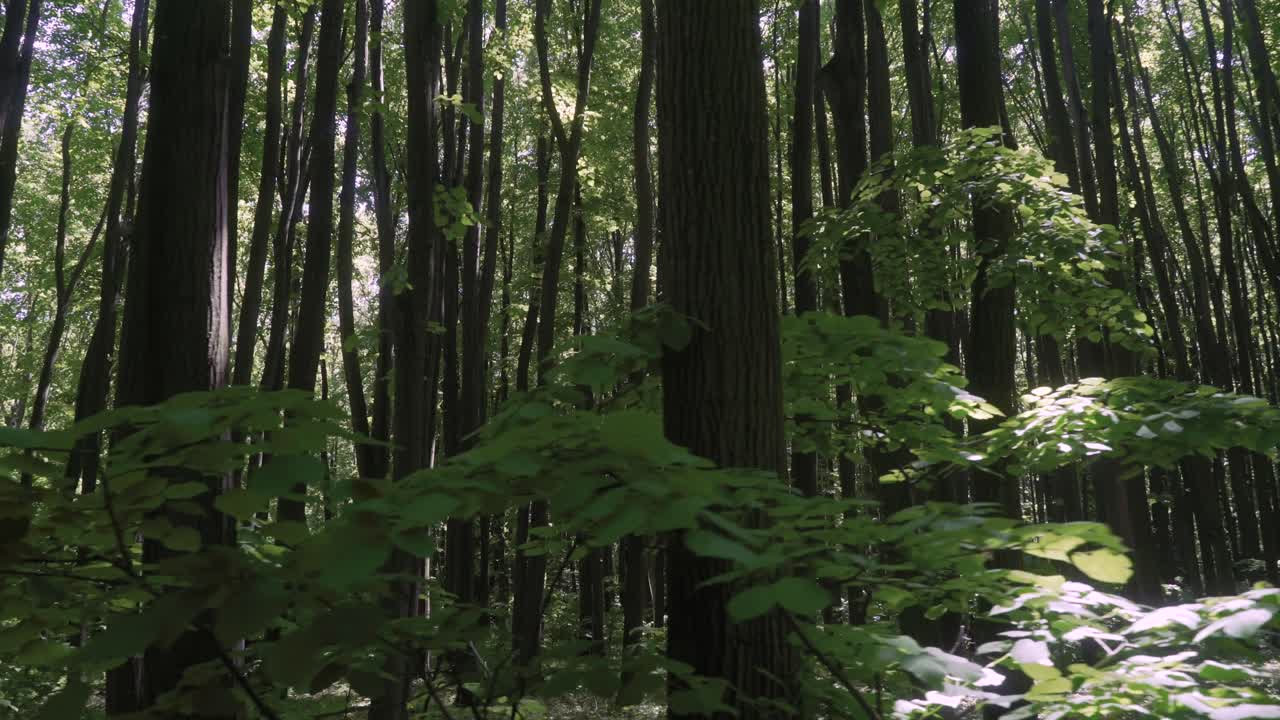 走過密集的森林路徑