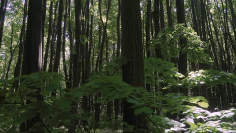 walking through dense forest path